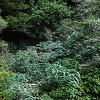 Plants: image 69 Of 208 Thumb